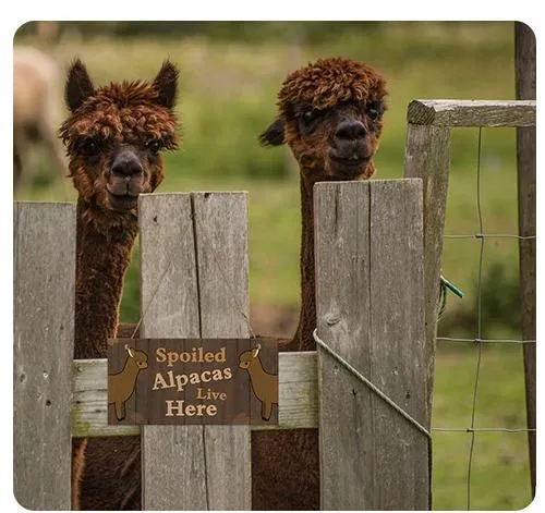 Alpaca Home Decor Wooden Plaque