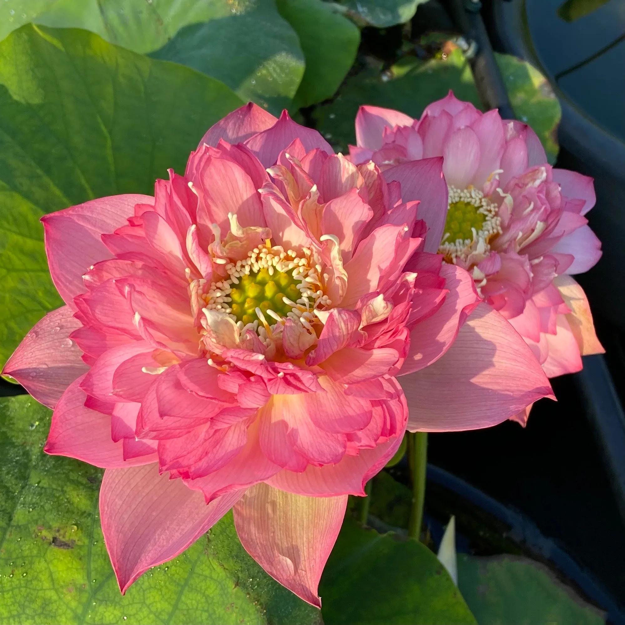 Pink Symphony Lotus<br>Fabulous 'Showcase' Lotus!