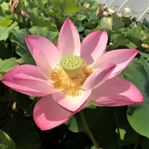 Walker Bradford Lotus <br>  Gorgeous flowers and seed pods!